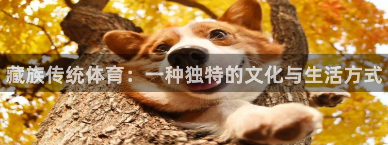 哈哈体育十年